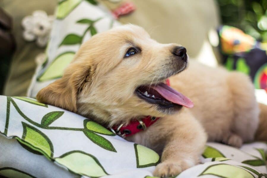 GoldenRetrieverCakeTopper